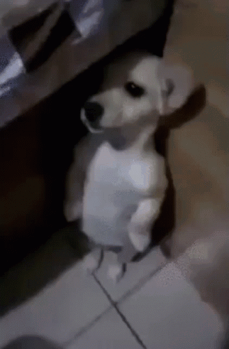 A Small White Dog Is Standing On Its Hind Legs On A Tiled Floor GIF
