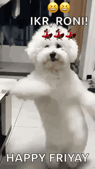 a small white dog is standing on its hind legs with a happy friday message