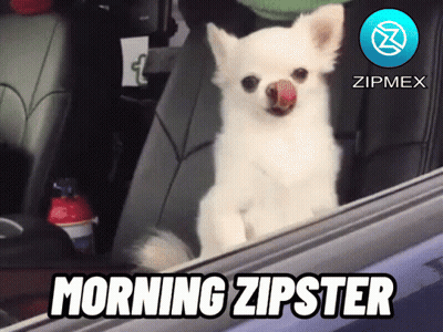 A Small White Dog Is Sticking Its Tongue Out Of A Car Window With The Words Morning Zipster Below It GIF