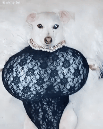 A Small White Dog Is Wearing A Black Lace Dress And A Pearl Necklace GIF