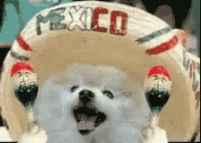 A Small White Dog Is Wearing A Sombrero With The Word Mexico Written On It . GIF