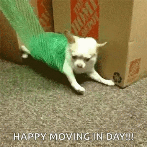 A Small White Dog Is Wrapped In A Green Plastic Bag And Crawling Around A Cardboard Box . GIF