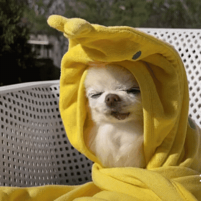 A Small White Dog Is Wrapped In A Yellow Towel With Its Eyes Closed GIF