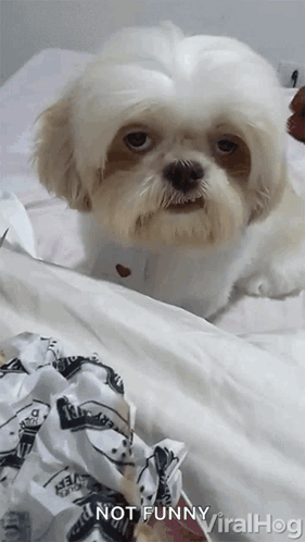 A Small White Dog Laying On A Bed Next To A Piece Of Paper That Says ' Not Funny Viralhog ' On It GIF