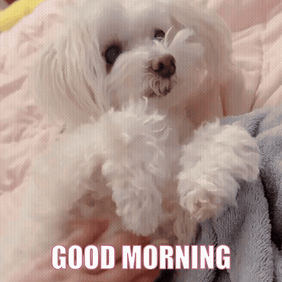 A Small White Dog Laying On A Bed With The Words " Good Morning " Written Below It GIF