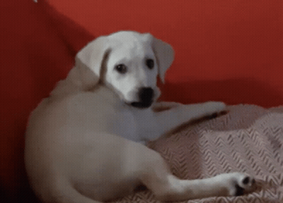 A Small White Dog Laying On A Red Couch GIF