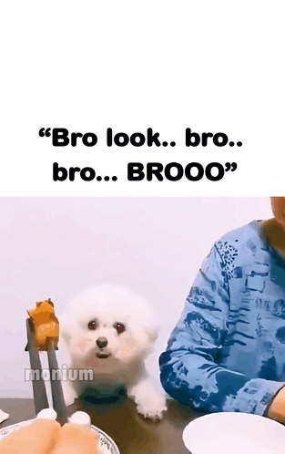 A Small White Dog Sitting At A Table With A Caption That Says Bro Look Bro Brooo Brooo GIF