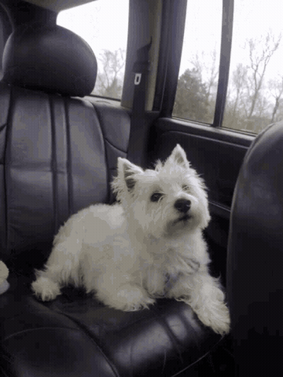 A Small White Dog Sitting In The Back Seat Of A Car GIF