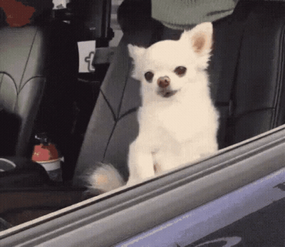 A Small White Dog Sitting In The Back Seat Of A Car Looking Out The Window GIF