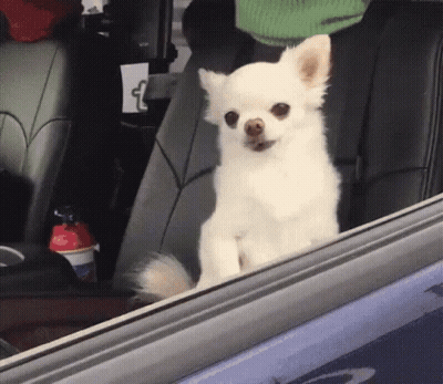 A Small White Dog Sitting In The Back Seat Of A Car Looking Out The Window GIF