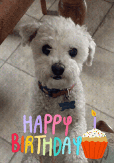 A Small White Dog Sitting Next To A Birthday Cupcake GIF