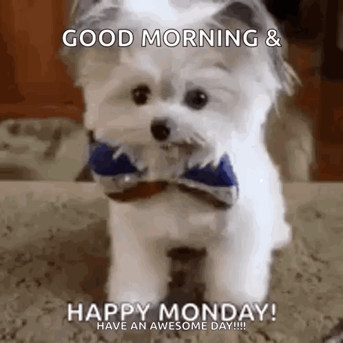 A Small White Dog Wearing A Blue Bow Tie Is Standing On A Carpet . GIF