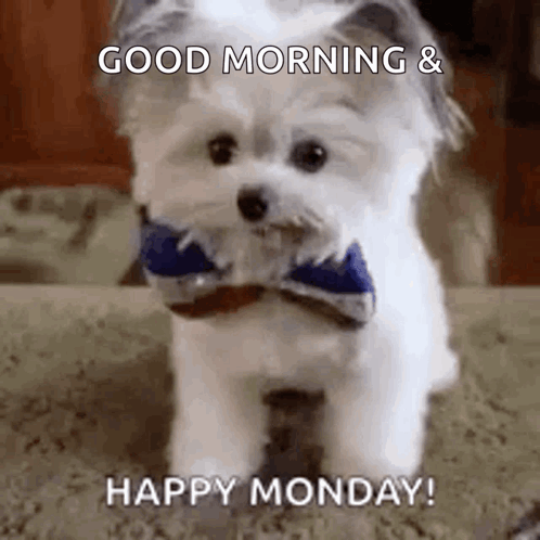A Small White Dog Wearing A Blue Bow Tie Is Standing On The Floor . GIF