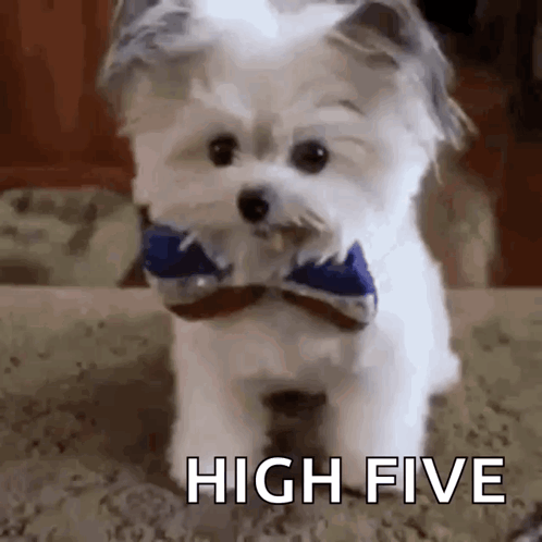 A Small White Dog Wearing A Bow Tie Is Sitting On A Carpet . GIF