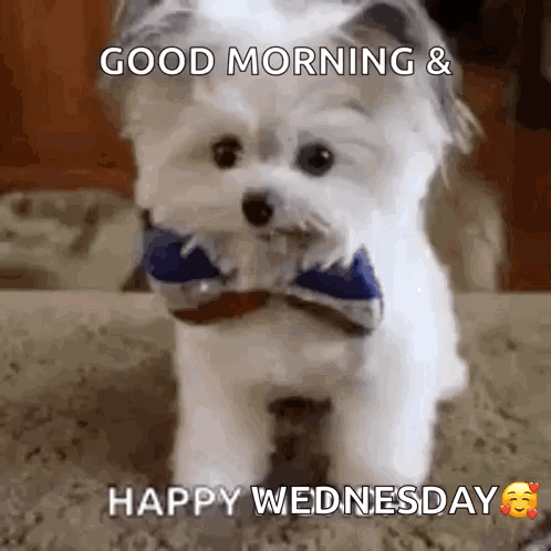 A Small White Dog Wearing A Bow Tie Is Standing On The Floor . GIF