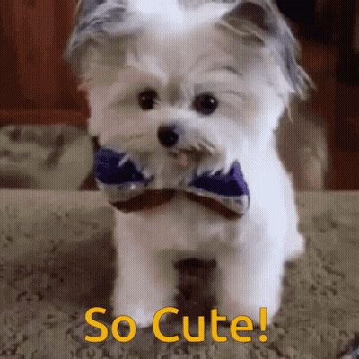 A Small White Dog Wearing A Bow Tie With The Words So Cute Written Below It GIF