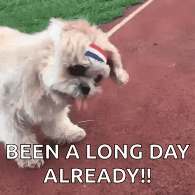 A Small White Dog Wearing A Headband On A Track . GIF