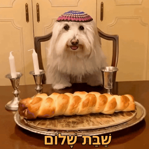 A Small White Dog Wearing A Kippah Sits At A Table With A Loaf Of Bread And Candles GIF