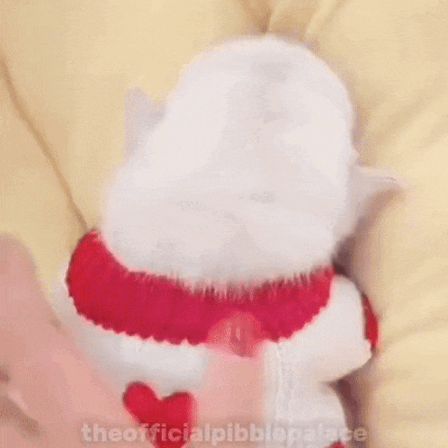 A Small White Dog Wearing A Red And White Sweater Is Waving At The Camera . GIF