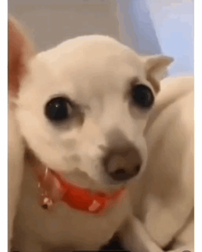 A Small White Dog Wearing A Red Collar Looks At The Camera . GIF