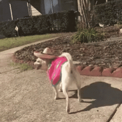 A Small White Dog Wearing A Sombrero And A Pink Shirt Is Walking Down A Sidewalk GIF