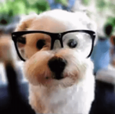 A Small White Dog Wearing Glasses Is Looking At The Camera And Smiling . GIF