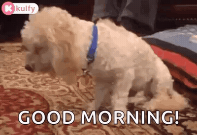 A Small White Dog With A Blue Collar Is Standing On A Rug And Says `` Good Morning '' . GIF
