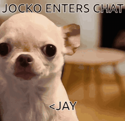 A Small White Dog With A Caption That Says Jocko Enters Chat Jay GIF