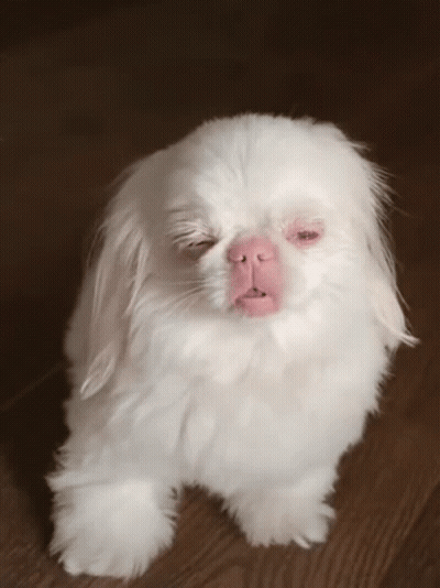 A Small White Dog With A Pink Nose Is Sitting On A Wooden Floor GIF