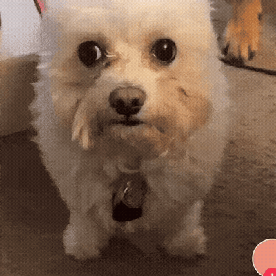 A Small White Dog With A Tag On Its Neck Looks At The Camera GIF