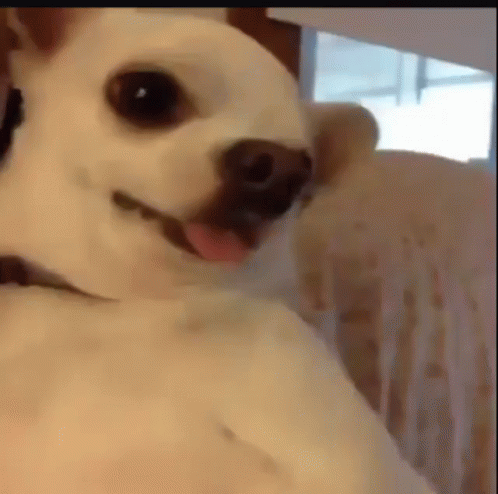 A Small White Dog With Its Tongue Out Is Sitting On A Chair . GIF