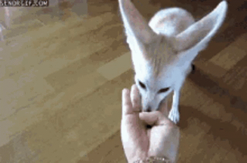 A Small White Fox Is Eating From A Person 'S Hand . GIF