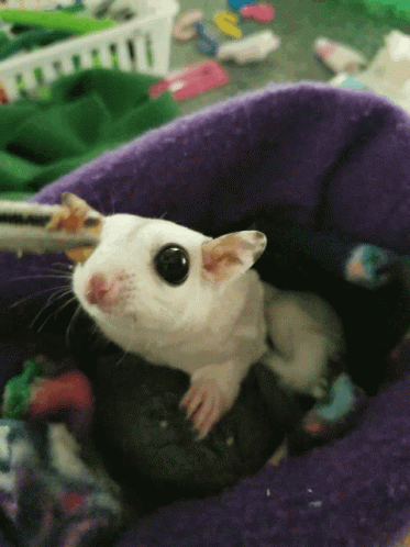 A Small White Hamster Is Sitting In A Purple Blanket GIF