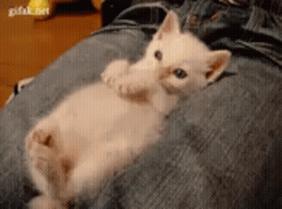 A Small White Kitten Is Laying On A Person 'S Leg . GIF