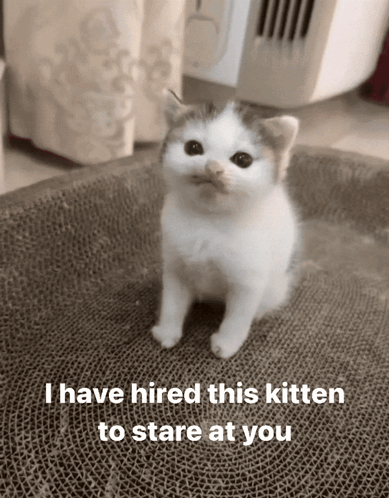 a small white kitten is sitting on a cardboard box with the words `` i have hired this kitten to stare at you ''
