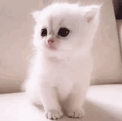 A Small White Kitten Is Sitting On A White Couch . GIF