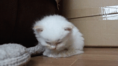 A Small White Kitten Is Standing Next To A Box GIF
