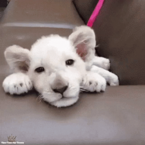 A Small White Lion Cub Is Laying Down On A Couch . GIF