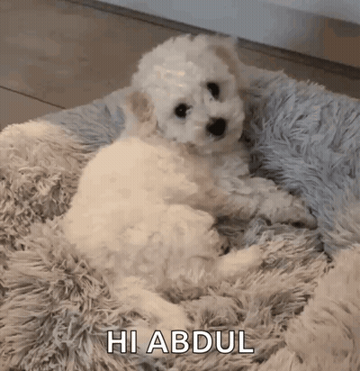 A Small White Poodle Puppy Is Laying On A Fluffy Blanket And Saying Hi Abdul . GIF