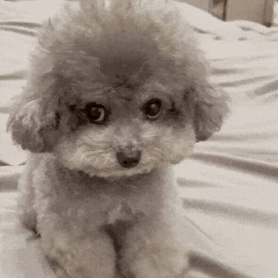 A Small White Poodle Sitting On A Bed Looking At The Camera GIF