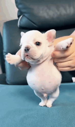 A Small White Puppy Is Being Held By A Person On Its Hind Legs . GIF