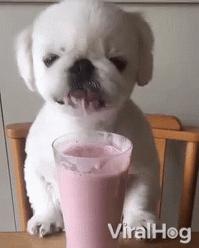 A Small White Puppy Is Drinking A Pink Milkshake From A Glass . GIF