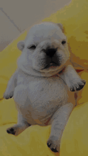 A Small White Puppy Is Laying Down With Its Eyes Closed GIF