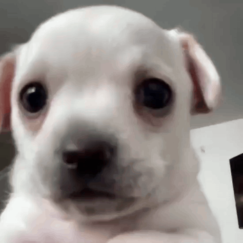 A Small White Puppy Is Looking At The Camera . GIF