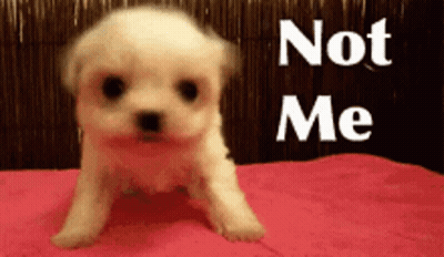 A Small White Puppy Is Sitting On A Pink Blanket With The Words " Not Me " Written Above It GIF