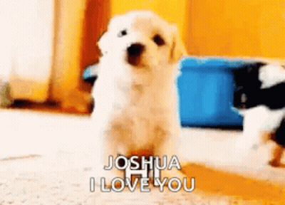 A Small White Puppy Is Standing On The Floor And Saying Joshua I Love You . GIF