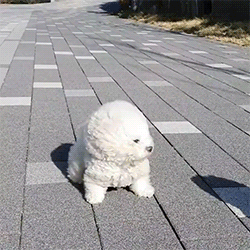 A Small White Puppy Is Walking Down A Brick Sidewalk GIF