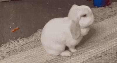 A Small White Rabbit Is Standing On A Carpet GIF