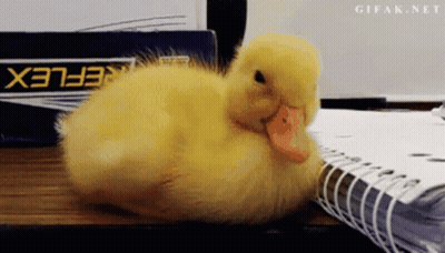 A Small Yellow Duck Is Laying On A Notebook Next To A Box That Says Flex GIF