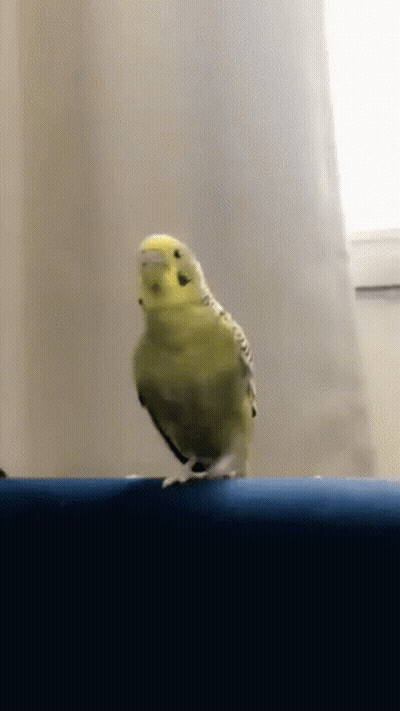 A Small Yellow Parrot Is Standing On A Blue Ledge GIF